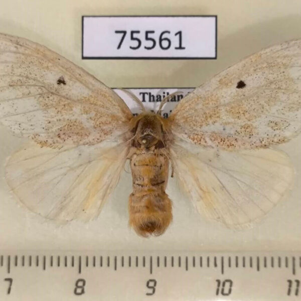 Lymantridae Nygmia sp. atrisignata f Thailand
