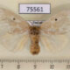 75561p Lymantridae Nygmia sp. atrisignata f Thailand $10