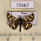 75567p Hesperiidae Carterocephalus argyrostigma Tyva rep. $8