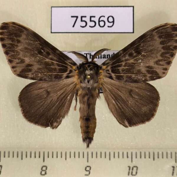 Lymantridae Lymantria capnodes Thailand