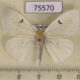 75570p Lymantridae Arctornis comma Thailand $6