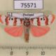 75571p Arctiidae Cyana bianca Thailand $7
