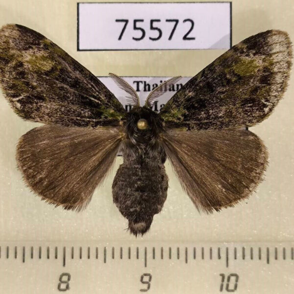 Lymantridae Ilema melanochlora f Thailand
