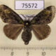 75572p Lymantridae Ilema melanochlora f Thailand $9