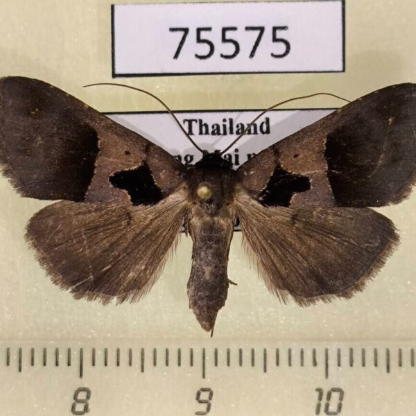 Noctuidae Crithote horridipes f Thailand