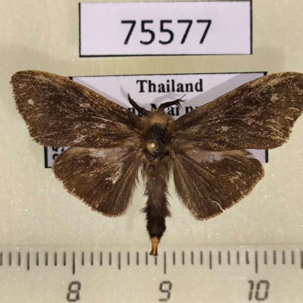 Psychidae sp. Thailand