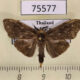 75577p Psychidae sp. Thailand $20