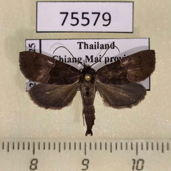 Noctuidae Acidon mariae f Thailand