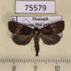 75579p Noctuidae Acidon mariae f Thailand $12