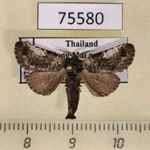 Notodontiidae Notodontella viridinota Thailand