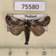 75580p Notodontiidae Notodontella viridinota Thailand $10