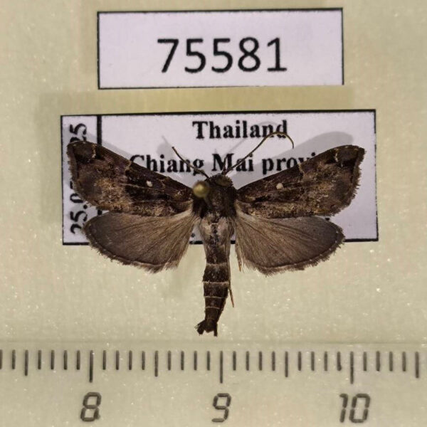 Noctuidae Acidon evae Thailand