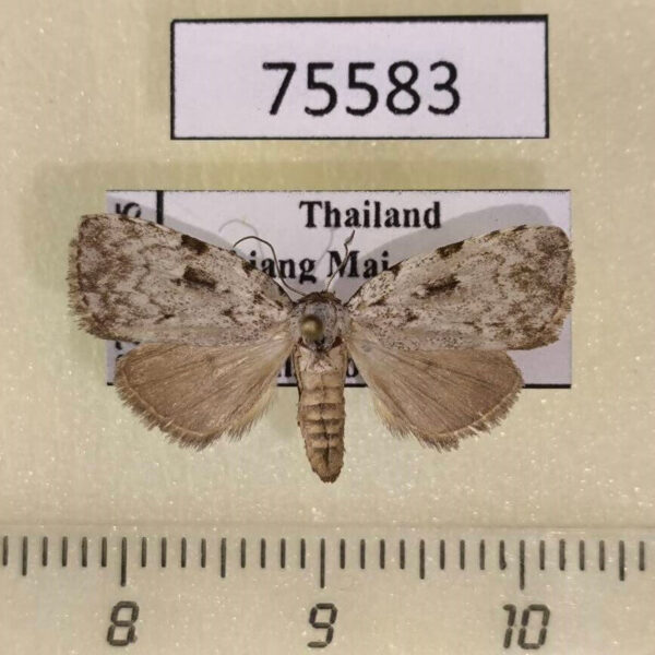 Noctuidae Mokfanola crustaceata f Thailand