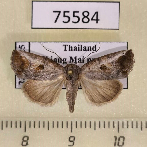 Noctuidae Bryophilopsis griseata Thailand