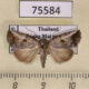 75584p Noctuidae Bryophilopsis griseata Thailand $10