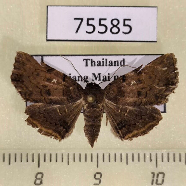 Noctuidae sp. Thailand