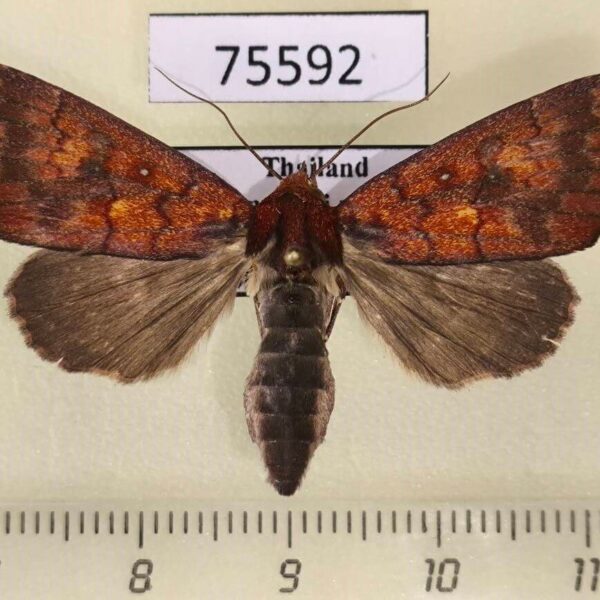 Noctuidae Rusicada leucolopha f Thailand