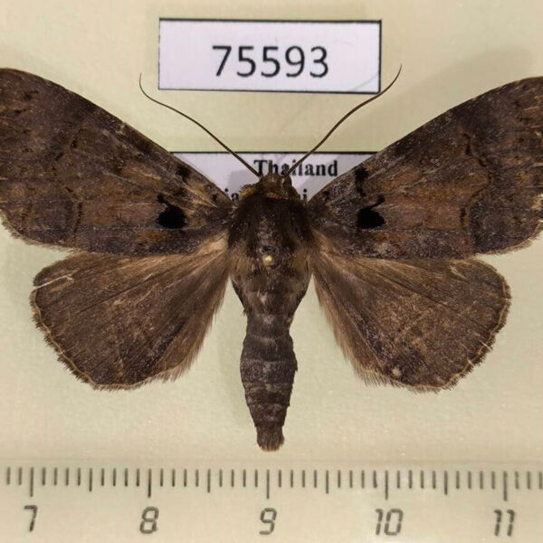Noctuidae Serrodes caesia Thailand