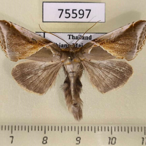 Thyatiridae Habrosyne indica Thailand