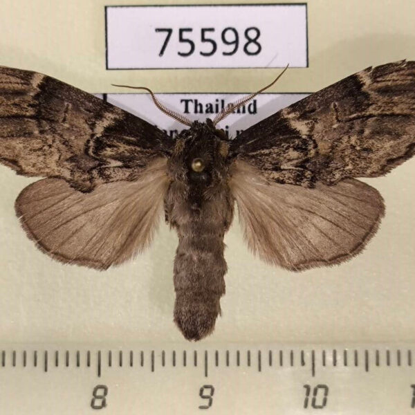 Notodontiidae Hyperaeschrella nigribasis Thailand