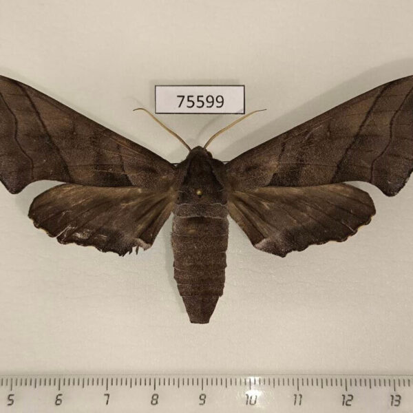 Sphingidae Polyptychus trilineatus f Thailand