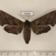 75599p Sphingidae Polyptychus trilineatus f Thailand $15
