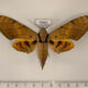 75601p Sphingidae Ambulyx pryeri Thailand $15