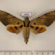 75602p Sphingidae Ambulyx pryeri Thailand $15