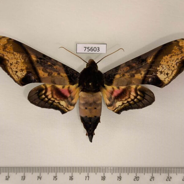 Sphingidae Amplypterus panopus Thailand