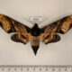 75603p Sphingidae Amplypterus panopus Thailand $20