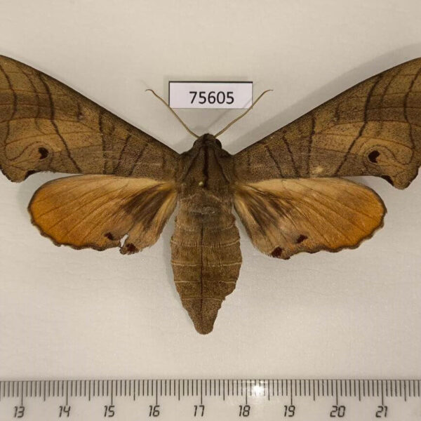 Sphingidae Marumba dyras f Thailand