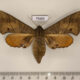 75605p Sphingidae Marumba dyras f Thailand $20