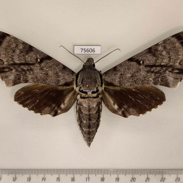 Sphingidae Notonagemia analis f Thailand