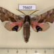 75607p Sphingidae Smerinthus caecus Tyva rep. $7