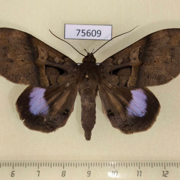 Noctuidae Ischyja manlioides Thailand