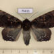 75611p Noctuidae Arcte modesta Thailand $10