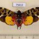 75612p Fulgoridae Penthicodes caja Thailand $12