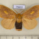 75613p Lymantridae Nygmia plagiata f Thailand $10