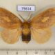 75614p Lymantridae Nygmia plagiata f Thailand $10