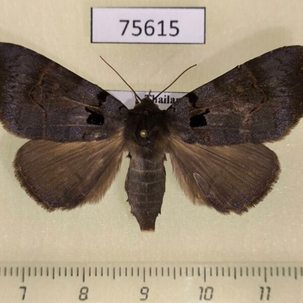 Noctuidae Serrodes caesia f Thailand