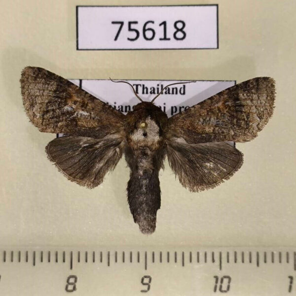 Cossidae Hollowiella bajin Thailand