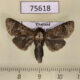75618p Cossidae Hollowiella bajin Thailand $20