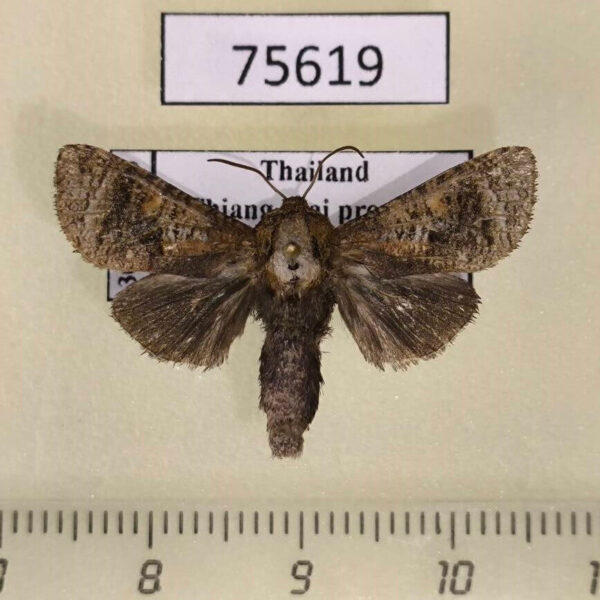 Cossidae Hollowiella bajin Thailand