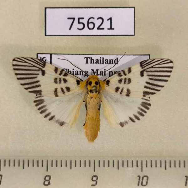 Arctiidae Ammatho maculifasciata Thailand
