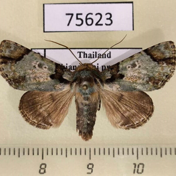 Noctuidae Belciades sugii Thailand