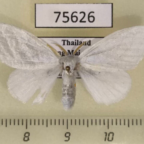Lymantridae Leucoma bicolorata f Thailand