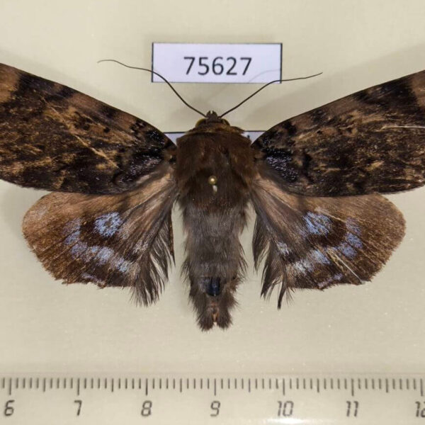 Noctuidae Arcte coerula Thailand