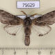 75629p Notodontiidae Teleclita grisea Thailand $8