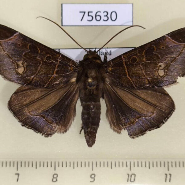 Noctuidae Platyja ciacula Thailand