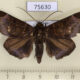 75630p Noctuidae Platyja ciacula Thailand $9